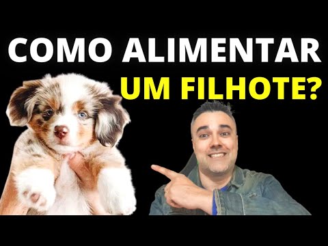 Vídeo: Quantas vezes você deve alimentar um filhote?