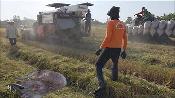 Bắ.t Chuột Đồng Đầu Mùa Thu Hoạch Lúa Năm 2025...| ONMT #Tập 128