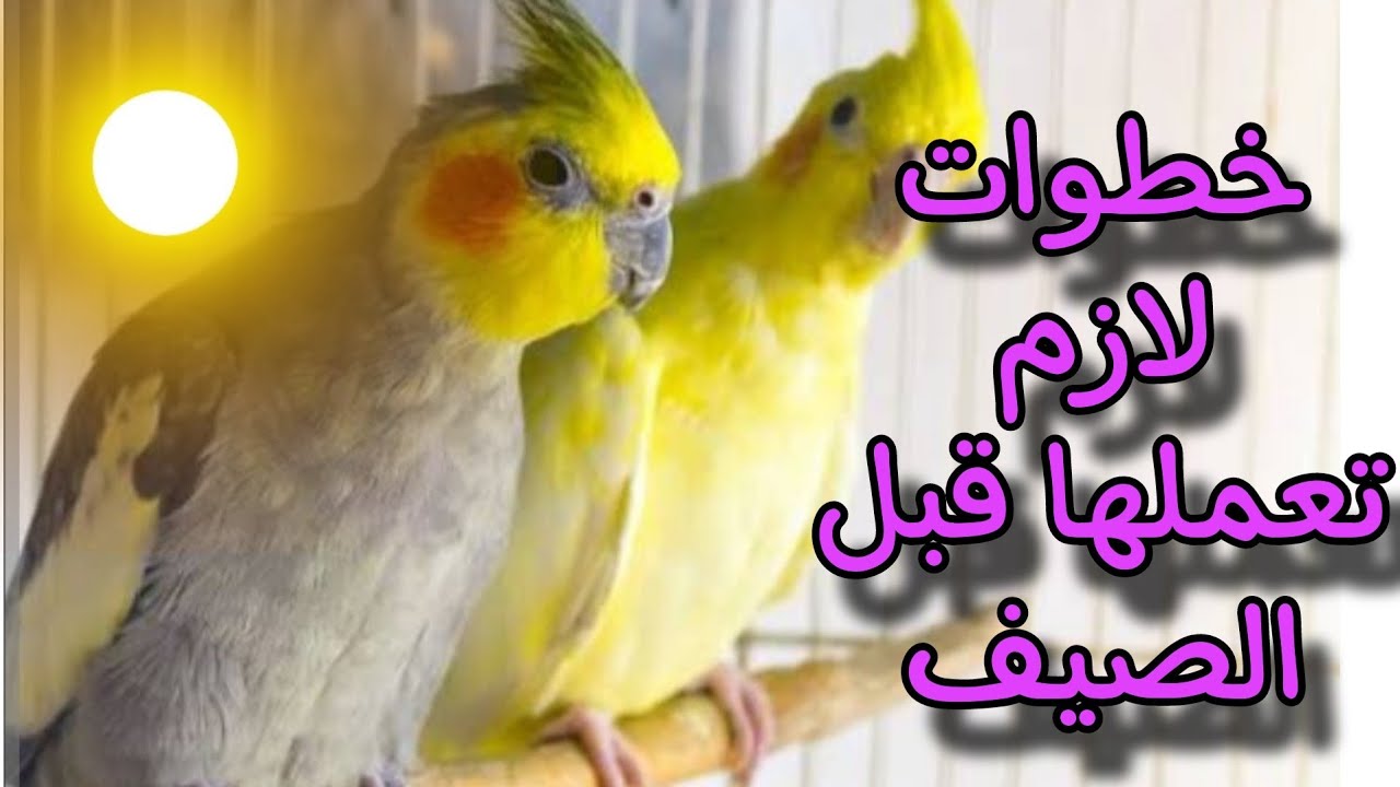 خطوات اجبارية ! لازم تعملها قبل قدوم الصيف لحماية طيورك واستمرار انتاجهم