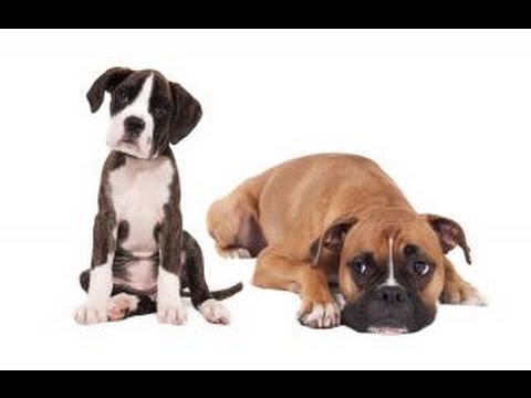 Video: Pet Scoop: Studie hittar hundar kan få svartsjuka, glada dagar för hundparter Joanie och Chachi