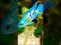 Beautiful Cichlid fish