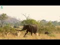 35 incredible moments brave elephant herd unites to save buffalo from lion attack 3winanimal