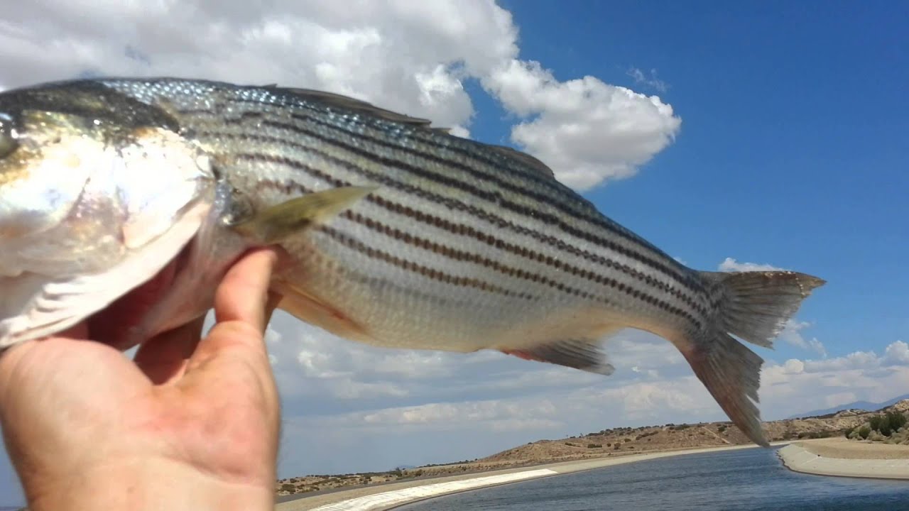 California aqueduct striped bass fishing YouTube