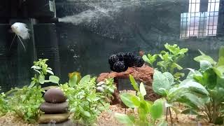 Plant aquarium fish tank in tamil full setup pls watch