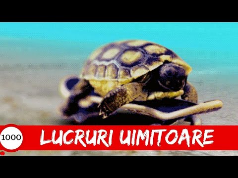 Video: Favoritele de nuntă neobișnuite din Thailanda. Creativitate SweetieCakeTopper