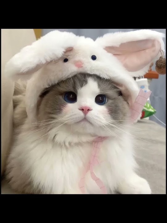 cantik kucing cantik mulus 💗