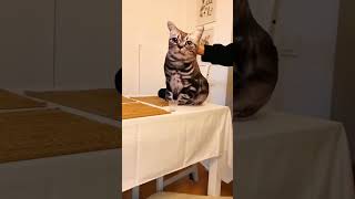 100%Try Not To Laugh Challenge - Funny Cat Videos 2022! Funny Cat Memes Short! MG funny Animal Tv.