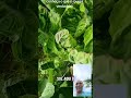 #vidanarroça o nome dessa planta é roça