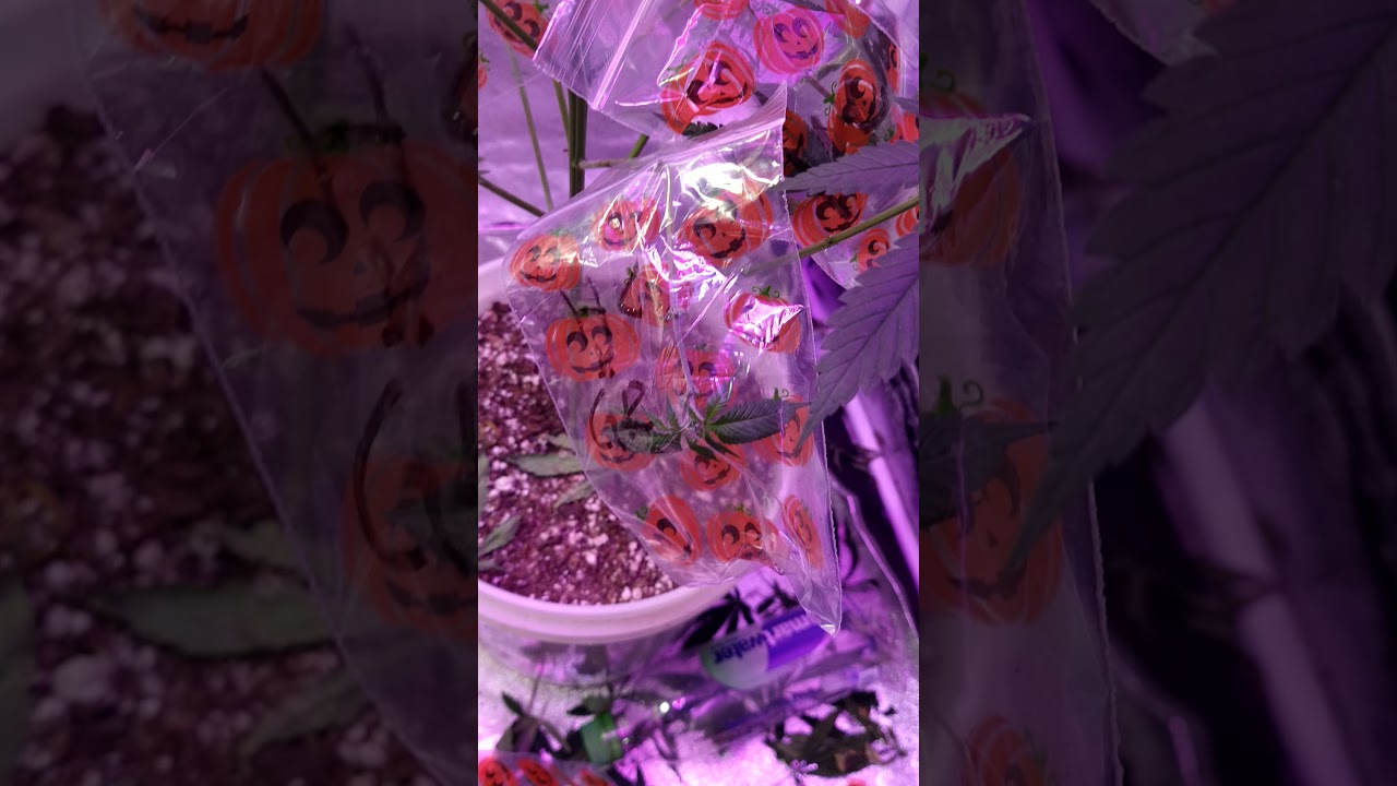 how I collect pollen