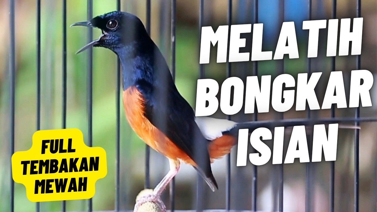 MURAI BATU GACOR FULL ISIAN TEMBAKAN MEWAH AMPUH MELATIH MURAI BATU EMOSI BONGKAR ISIAN