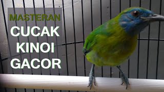 Suara Cucak Kinoi jantan Gacor Nembak Pedas Full Volume Jernih Durasi Panjang Untuk PIKAT & Masteran