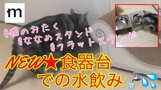 【猫のおたく】新しい食器台フラットスタンドで水を飲む猫がかわいい【猫 かわいい】