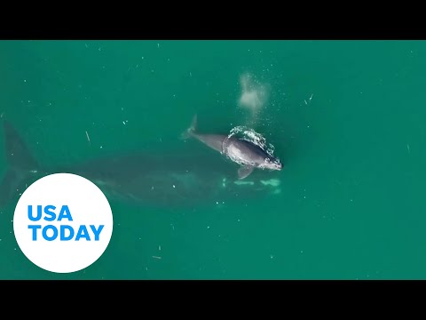 Www Usatoday Com - Playful newborn whale calf puts on a show on Georgia’s coast | USA TODAY