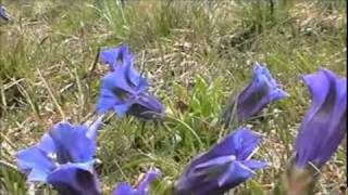 FIORI PER TE_xvid.avi