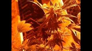 Psyclops' Genetics CheeseDog x JackPotRoyale x pre90AK47