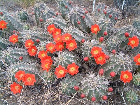 Cactussen van de N Chihuahuan-woestijn door Paul Hyder