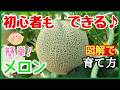 【世界一わかるメロンの育て方】大玉のメロンを収穫する!これ1本で全て分かる植え付け~収穫まで♪初心者・プランター家庭菜園