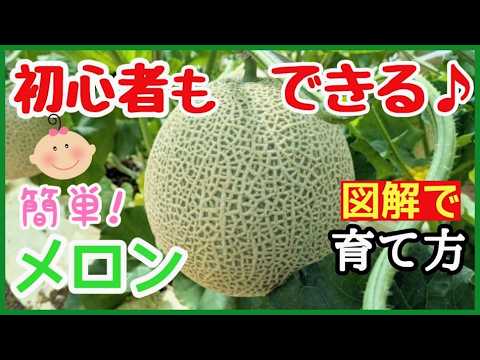 The World's Easiest Guide to Growing Melons] Harvest Large Melons