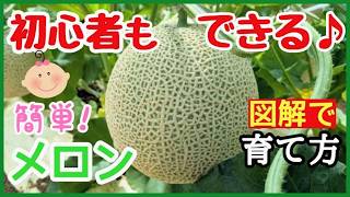 【世界一わかるメロンの育て方】大玉のメロンを収穫する！これ1本で全て分かる植え付け～収穫まで♪初心者・プランター家庭菜園