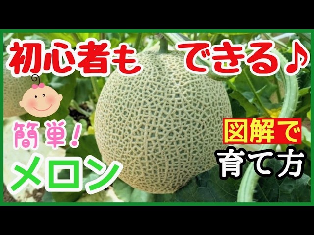 メロン栽培/育て方/作り方。生育ステージにおける樹勢・草勢診断と対策