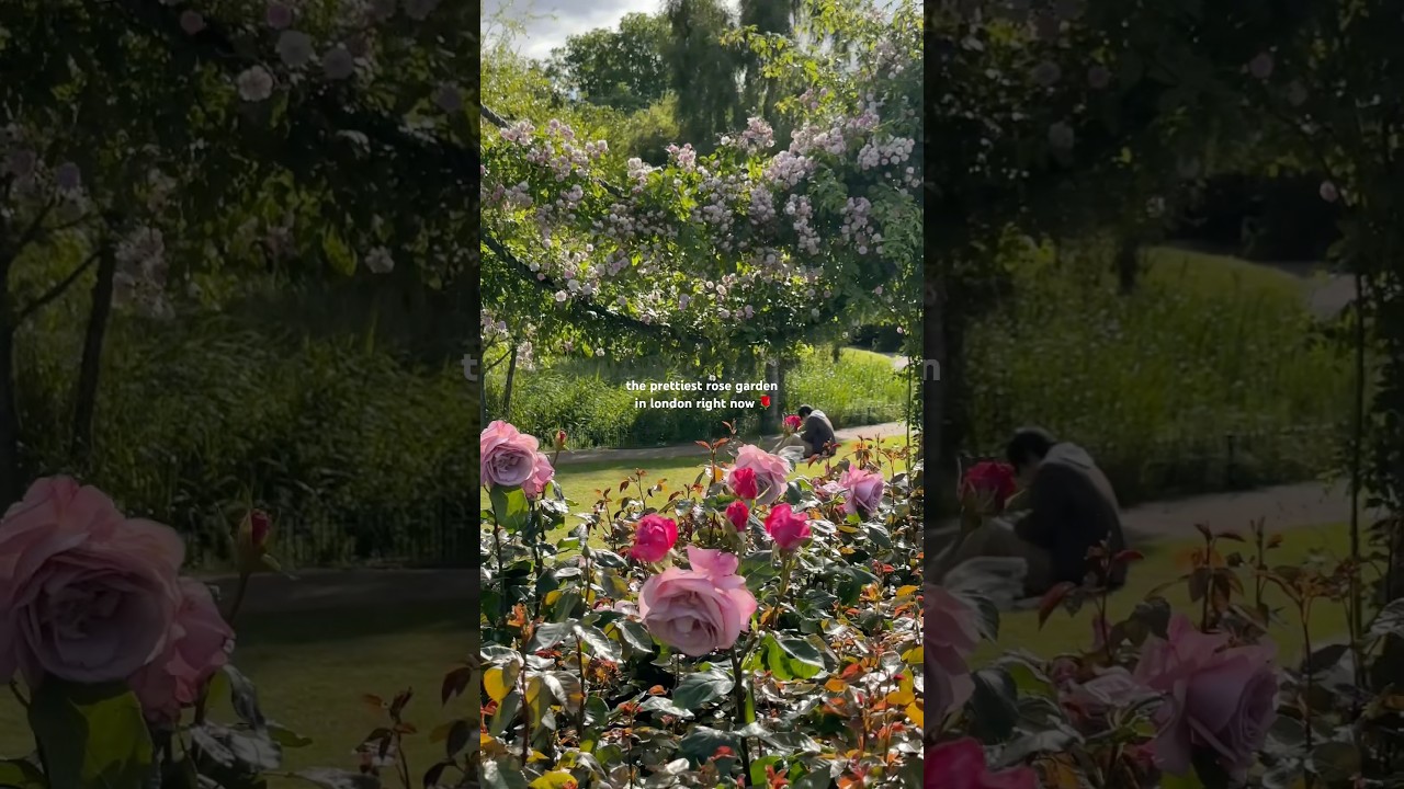 the most beautiful rose garden in London is finally in bloom 🌹 and it’s completely free to visit!
