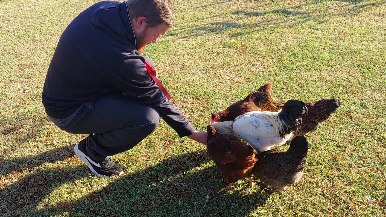 Hand feeding chickens - YouTube