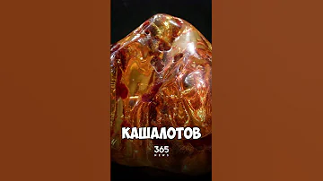 На Канарах из кашалота достали 9-килограммовую амбру