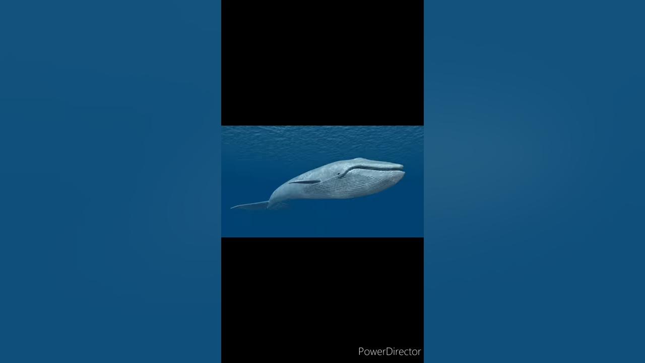 How much does Blue whale tongue weigh??|Did you know|Fact|#Shorts - YouTube