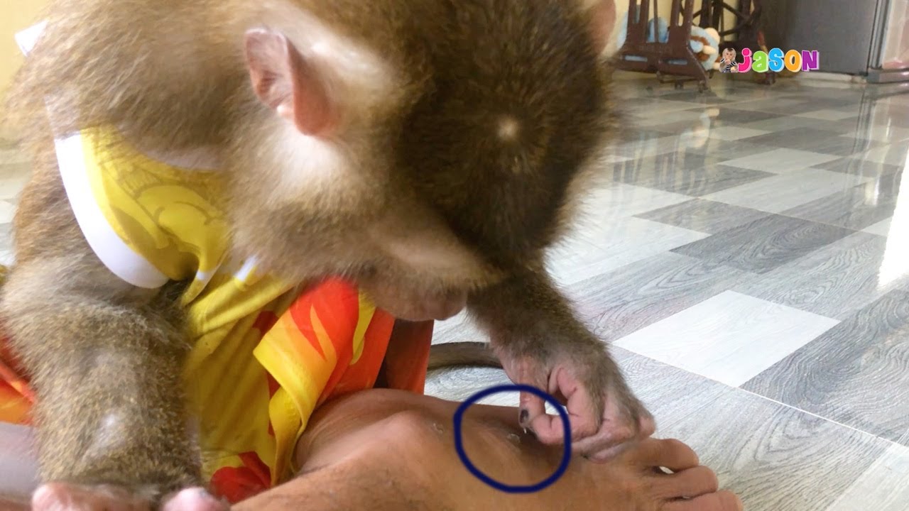 Smart Jason Persist Grooming To Persuade Dad Stop Wear Mom's Shirt