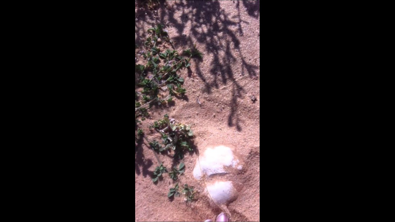 اندنوسي يشرح طريقة العثور على الفقع(الكمأه) YouTube