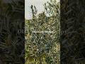 Olive trees therapy