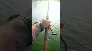 Savage gear 3D. Szerinted jo Balin csali?! Ird meg kommentben.#balin #süllő #fishingvideo #horgászat