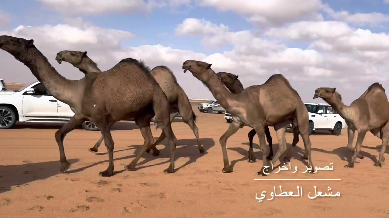 الساميات منقية سامي بن هديب العتيبي