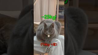 현실적인 고양이 다이어트 방법
