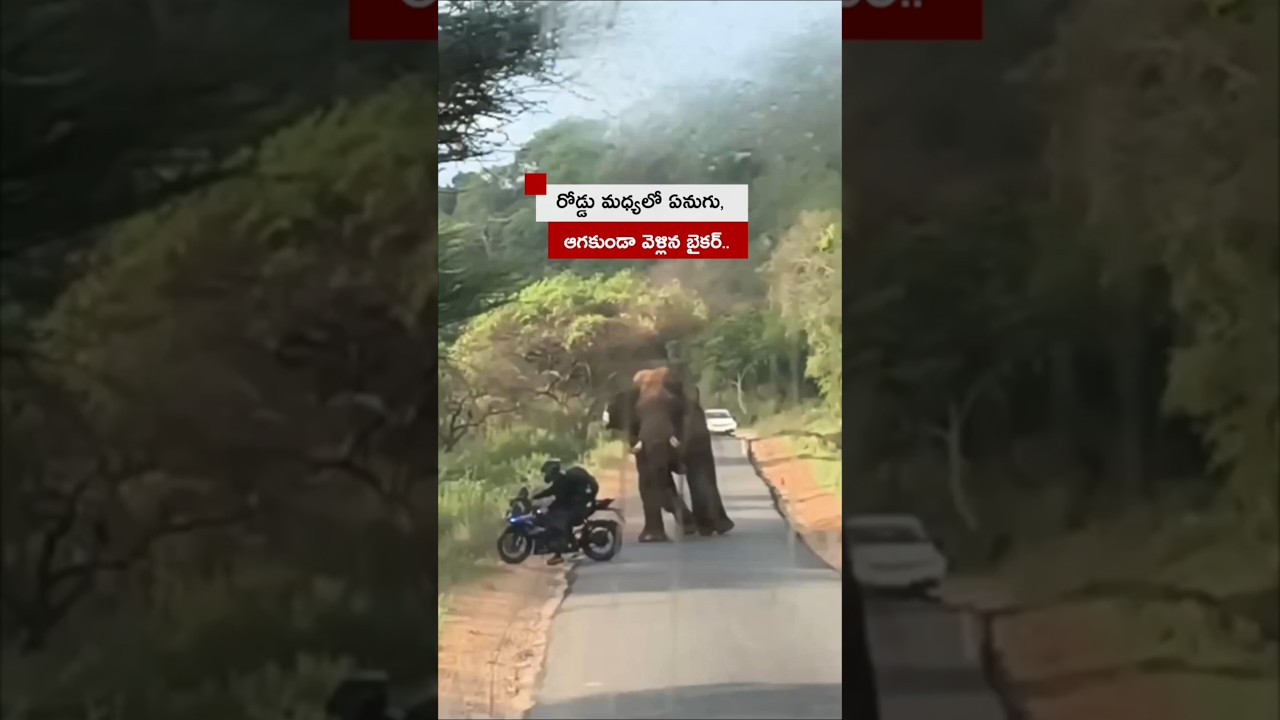 రోడ్డు మధ్యలో ఏనుగు, ఆగకుండా వెళ్లిన బైకర్.. తర్వాత #Shorts
