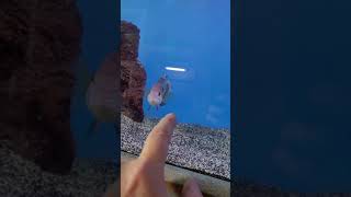 Green Terror cichlid or Gold Saum getting aggressive with me👊 #shorts