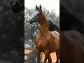 الخيل بركه الخيل في نواصيها الخير الشيخ عثمان الخميس 