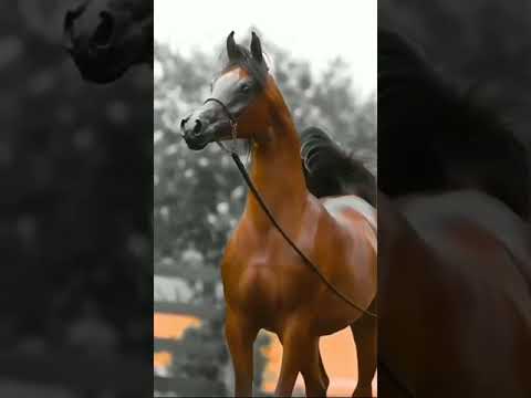 الخيل بركه الخيل في نواصيها الخير الشيخ عثمان الخميس