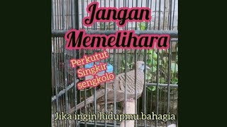 Tentang perkutut singkir sengkolo, yg jarang di ulas