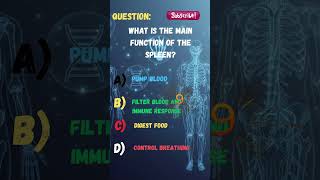 What Is the Main Function of the Spleen? 🛡️ | Human Anatomy Quiz #shortsvideo