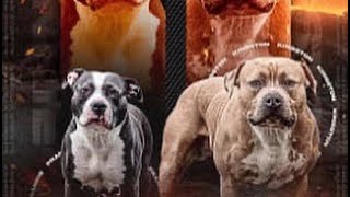 American Staffordshire Terrier Family Tree Bloodline