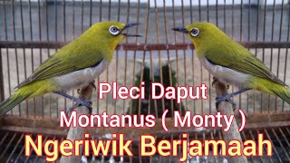 Pleci Montanus / Daput Monty Ngeriwik Berjamaah untuk memilih bahan ombyokan dan untuk Terapi