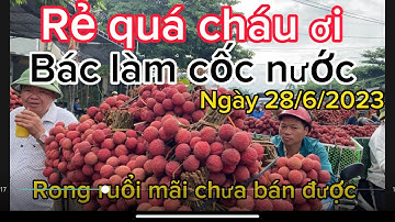 Vải Thiều Lục ngạn Bắc Giang cập Nhật giá ngày 28/6/2023. Tại thôn Áp,Tân Quang Lục ngạn BG