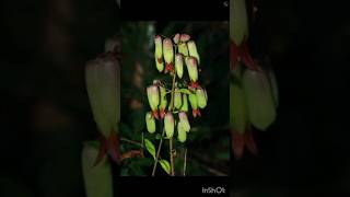 Pathor Kuchi Pata Theke Gach