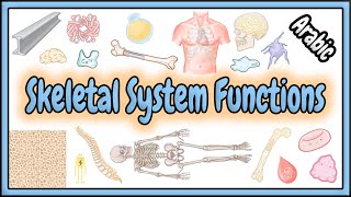 67. Skeletal System Functions || وظائف الجهاز الهيكلي