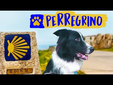 Camino de Santiago con perro. Tips e historias