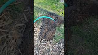 How to get rid of gophers