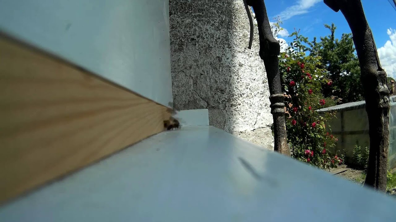 Bees time lapse2 weeks old bee colony (hive cam) Langstroth hive YouTube