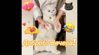 Кот танцует! #funny #прикол #cat #юмор