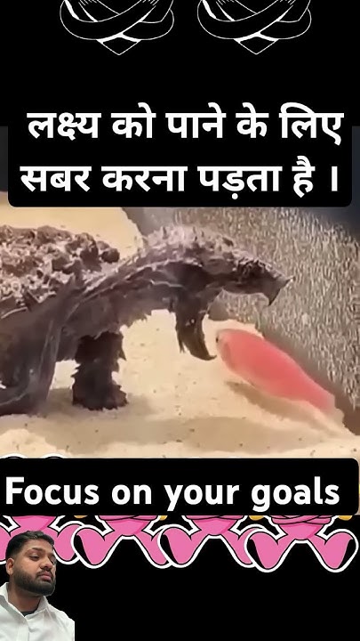 Focus on Your Goals #facts #funny #crocodile #memes #motivation #music